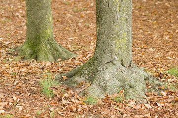 Tree trunk bases with fallen leaves in Fall