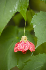 Red flower and green leaves