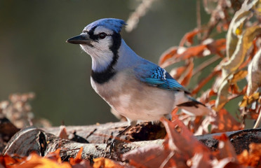 geai bleu