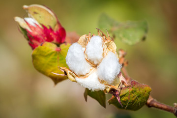 Cotton plant closeup