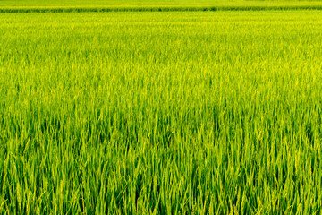 Rice fields