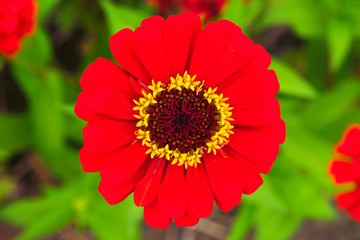 Shine red zinnia flower