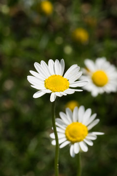 Flower of Roman chamomile, herbs