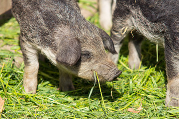 Breeding piglet