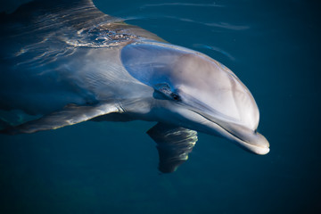 Dolphin