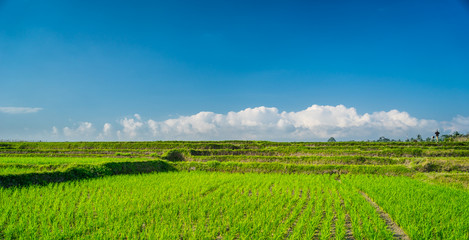 Fototapeta na wymiar Rice field in Bali