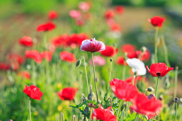 Field of poppies
