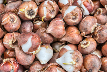 Tulips Bulbs in Amsterdam Flower Market