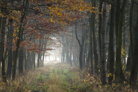 jesienna leśna droga