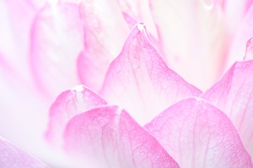 Fototapeta na wymiar Lotus petals