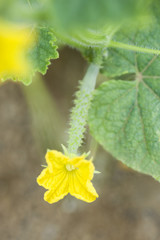 キュウリの雌花