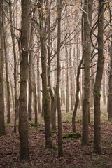 Waldstück im November