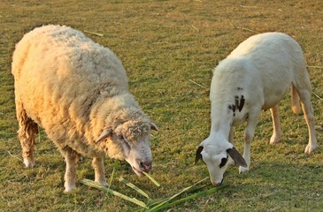 The Sheep in Thailand Farm in Vacation trip