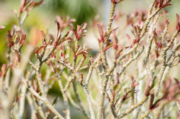 plant desert roses