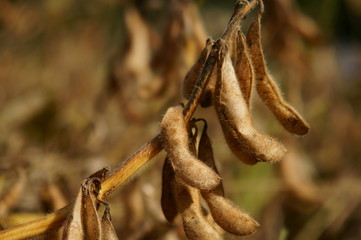 大豆の実り