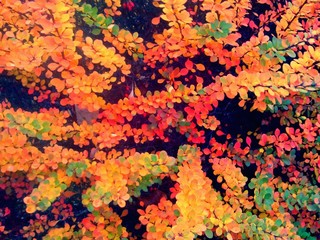 Colorful leaves on bush