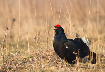 Black Grouse 
