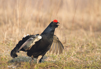 Black Grouse