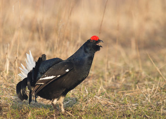 Black Grouse