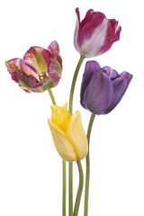 tulip