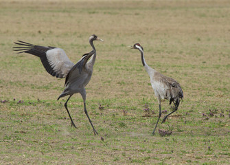 Obraz na płótnie Canvas Common cranes 