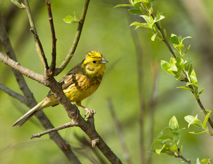 Yellowhammer on the branch 