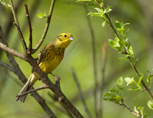 Yellowhammer on the branch 