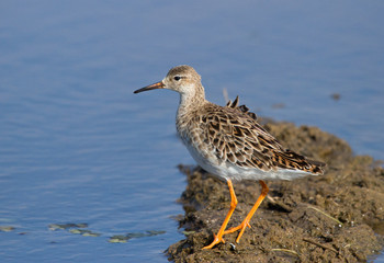 Ruff, female