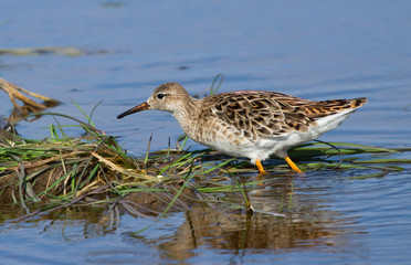 Ruff, female 