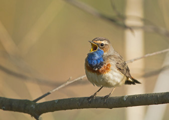 Singing Bluethroat on branch 