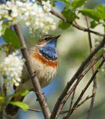 Bluethroat on the bird cherry tree 