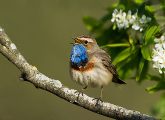 Singing Bluethroat on the bird cherry tree