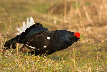 Black Grouse 