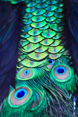 Fototapeta premium Textures and colors of the peacock