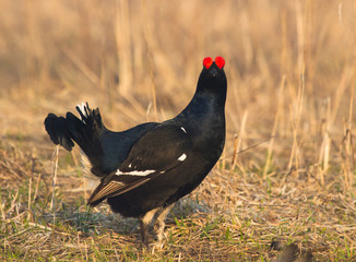 Black Grouse 