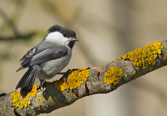 Willow Tit on the branch 