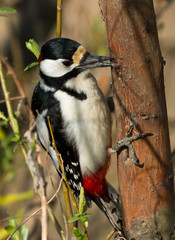 Great Spotted Woodpecker drinks tree sap 