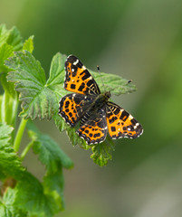 Map Butterfly 