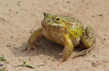 Green frog