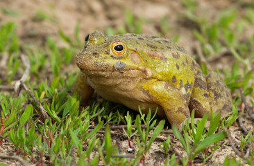 Green frog