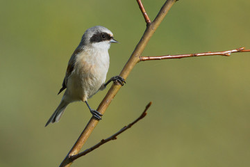 Eurasian Penduline Tit on the branch 