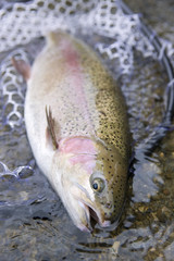 釣り上げられたニジマス