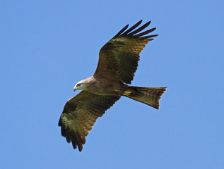 Black kite in flight 