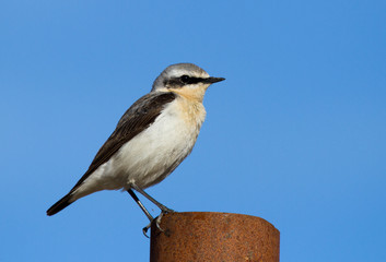 Northern wheatear