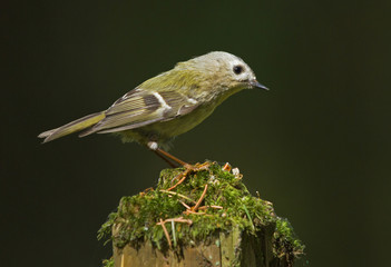 Goldcrest on the stump