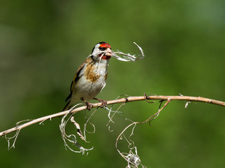 European Goldfinch with dry branch 
