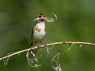 European Goldfinch with dry branch 
