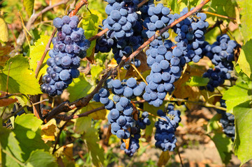 bunches of grapes on the vine