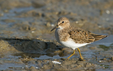 Temminck's stint 