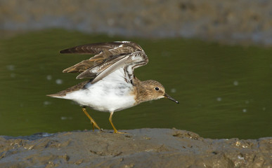 Temminck's stint 
